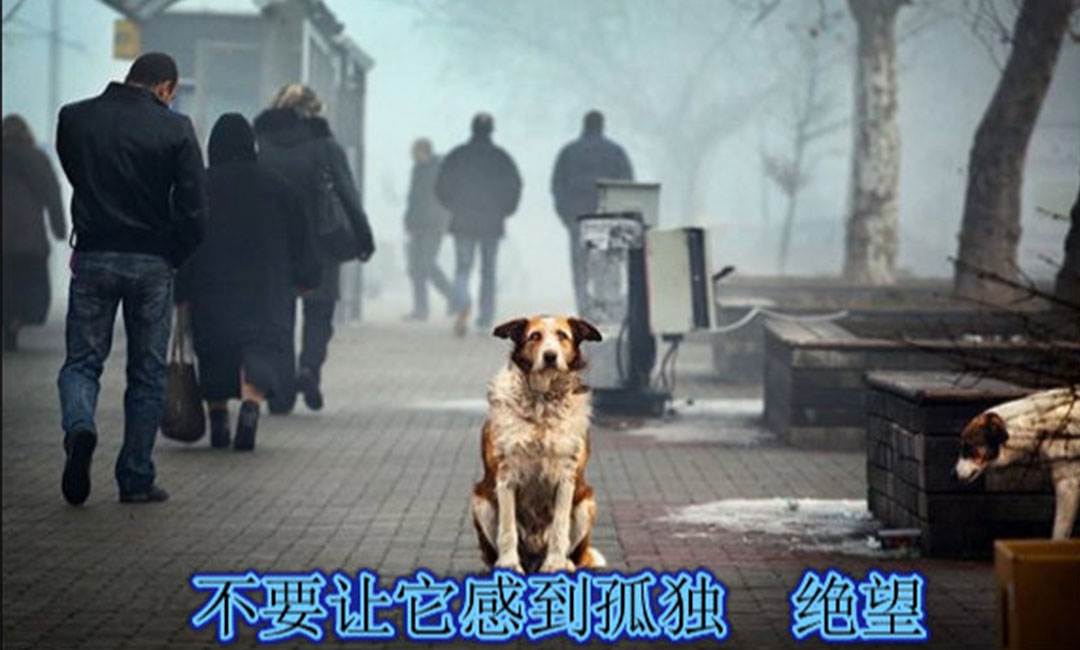 杨浦杨浦爱影圈微博微信转发案例